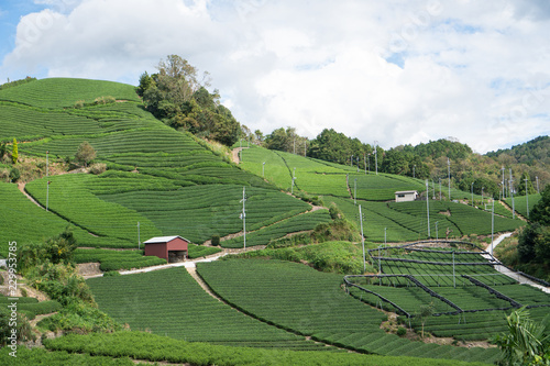 tea fields close