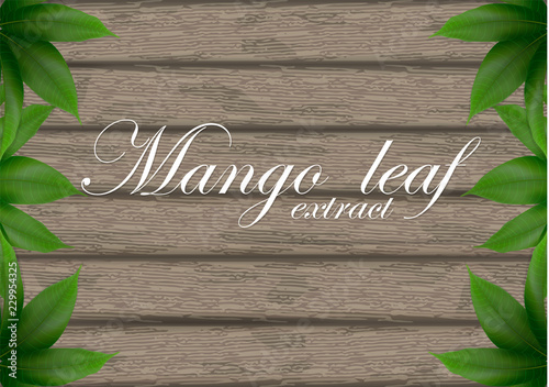 Mango leaves background for banner, celebration, holiday, packaging, poster.  Mango leaves on wood background. Realistic 3d leaf vector