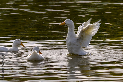 Heavy white pekin duck preening and stretching wings