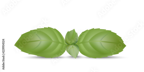 Basil leaves background for banner, celebration, holiday, packaging, poster. Realistic 3d leaf vector