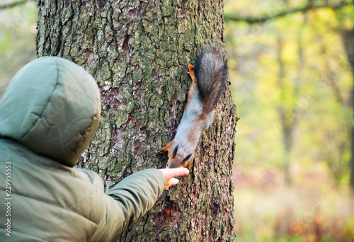 A red-haired squirrel came down the tree trunk to the outstretched human hand for food. photo