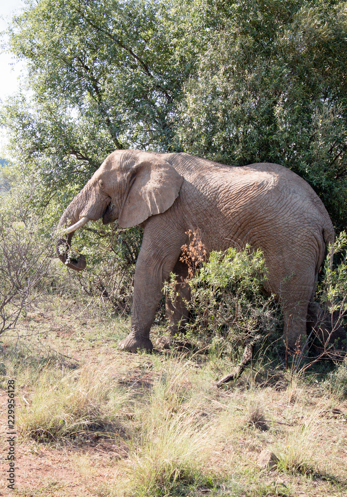 African Elephant walking and grazing on leaves and branches