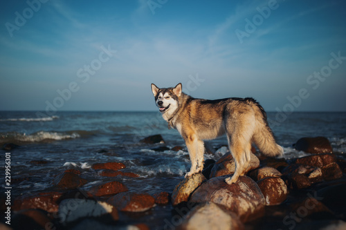 Dog is like a wolf on sea stones