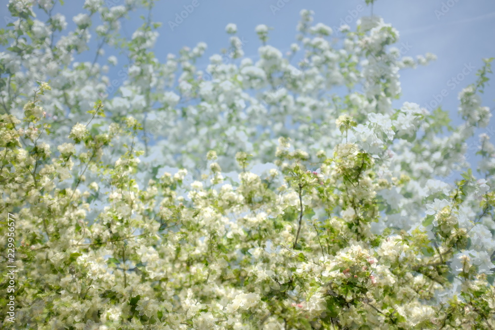 Double exposure of Beautiful blooming of white apple trees in the garden, multiple exposure Double exposure of Beautiful blooming of white apple trees in the garden, multiple exposure