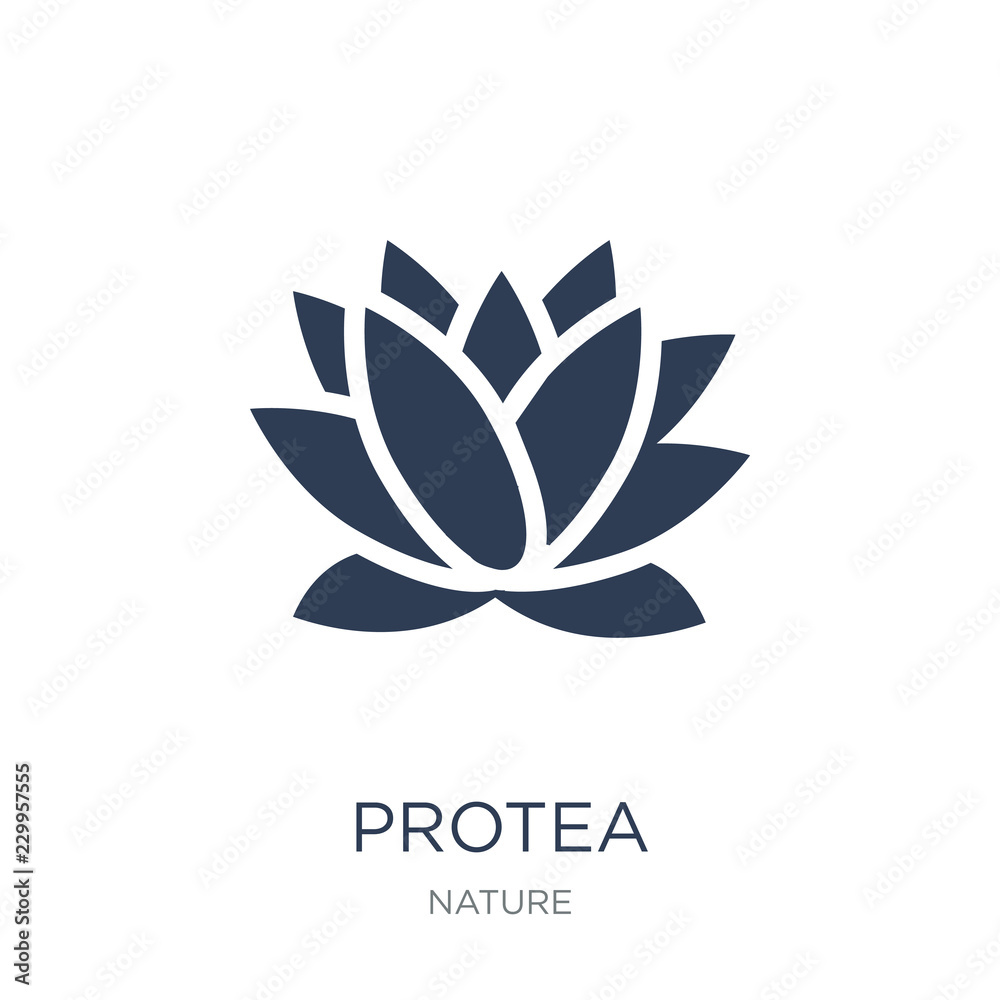Protea icon. Trendy flat vector Protea icon on white background from nature collection Protea icon. Trendy flat vector Protea icon on white background from nature collection