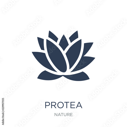 Protea icon. Trendy flat vector Protea icon on white background from nature collection