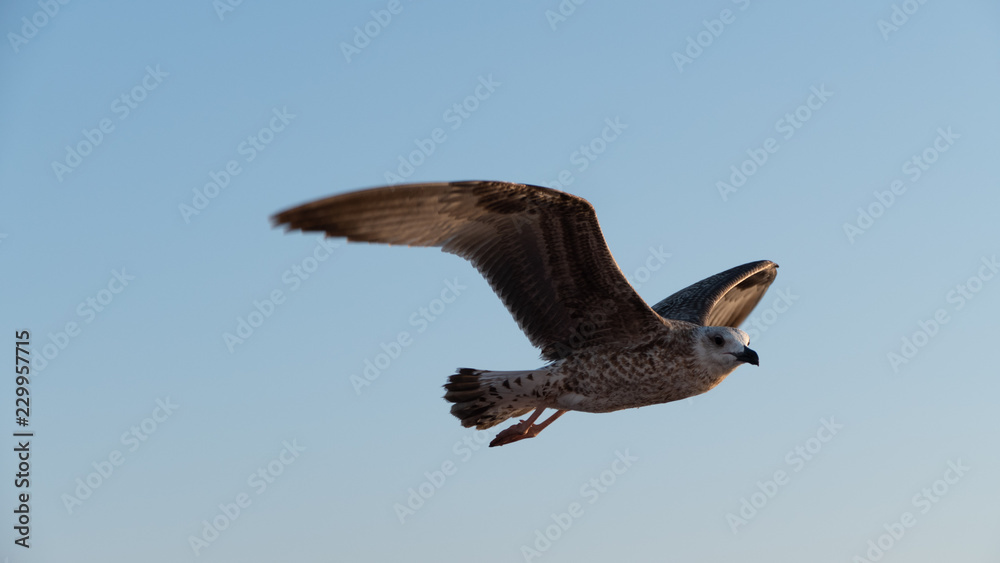 Obraz premium Seagull