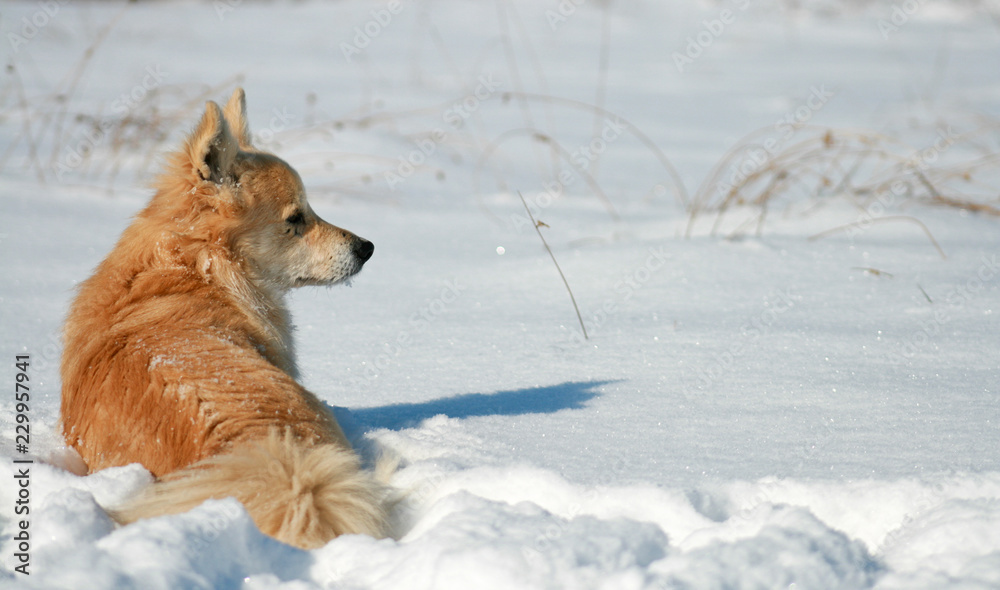 Fototapeta premium dog in snow