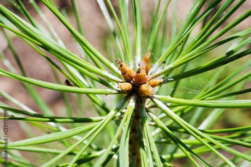 Pine flower in the nature
