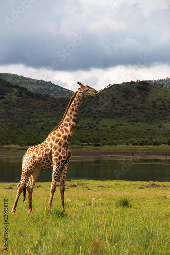 Giraffe wondering under African sky's