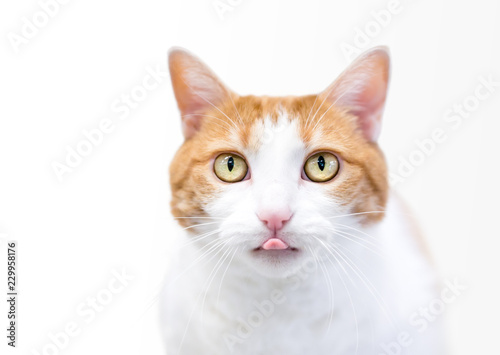 A domestic shorthair cat with orange tabby and white markings sticking its tongue out