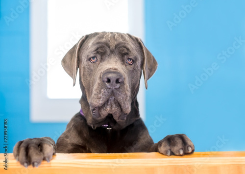 Canvas-taulu A large purebred Cane Corso mastiff dog standing up with its paws on a ledge