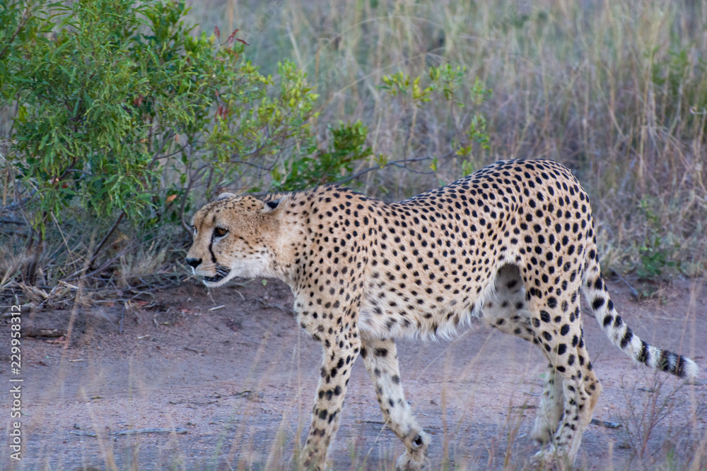 Cheetah (Acinonyx jubatus) walking in the evening light in the Sabi Sands, Greater Kruger, South Africa Cheetah (Acinonyx jubatus) walking in the evening light in the Sabi Sands, Greater Kruger, South Africa