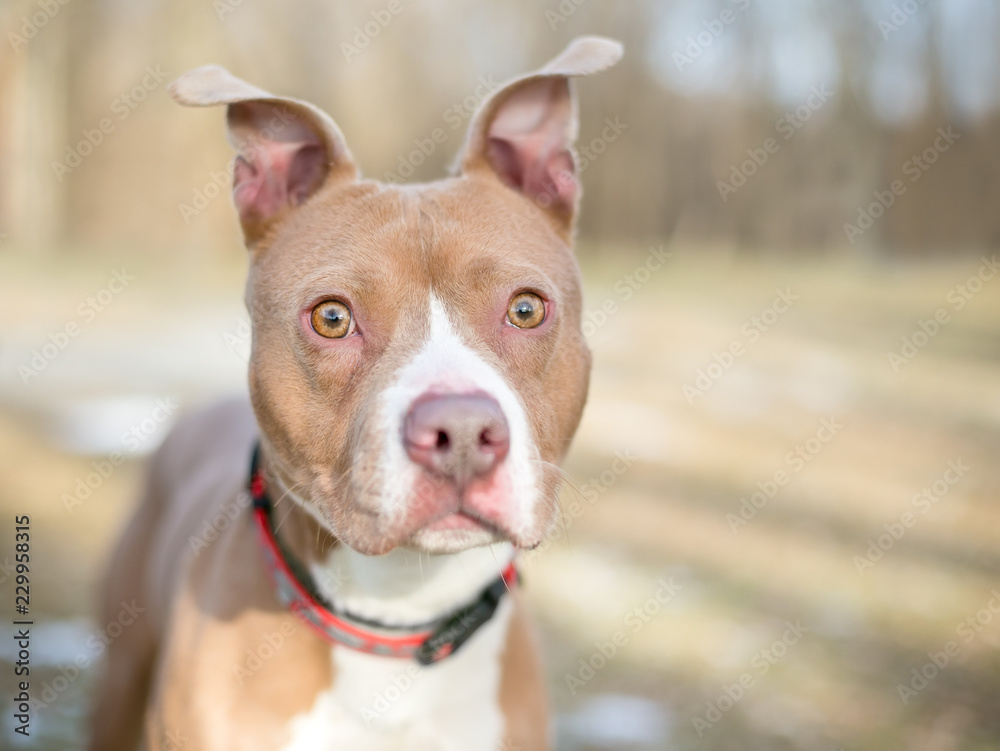 A red and white Pit Bull Terrier mixed breed dog with a wide-eyed surprised expression