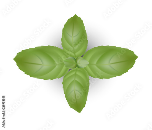 Basil leaves background for banner, celebration, holiday, packaging, poster. Realistic 3d leaf vector