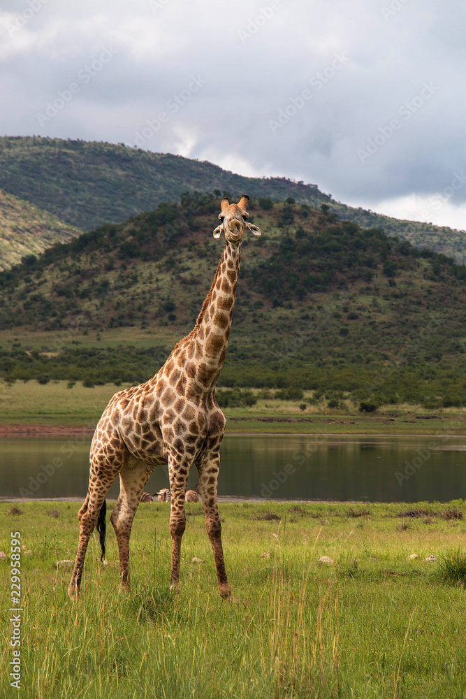Obraz premium Giraffe chewing on a bone in National Park South Africa