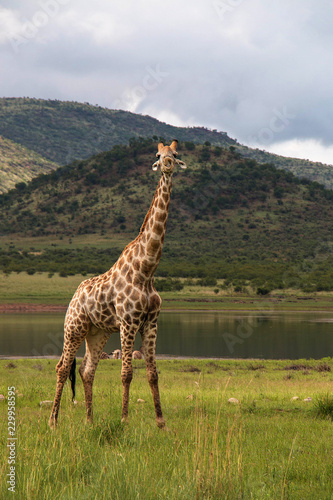 Giraffe chewing on a bone in National Park South Africa