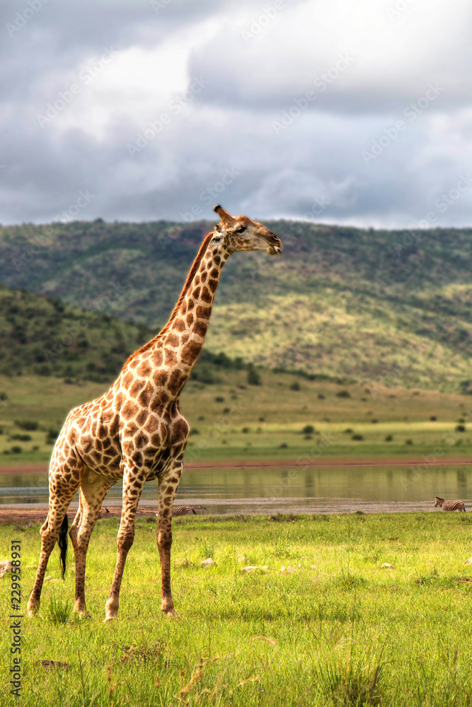 Obraz premium Giraffe chewing on a bone in National Park South Africa