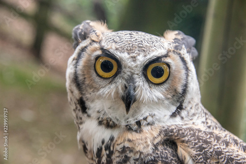 Close up of a great horned owl in an enclosure in the UK
