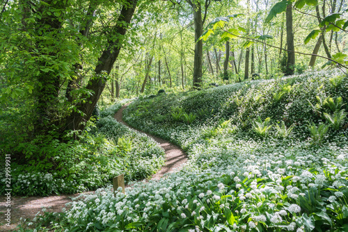 Bluebells in woodland