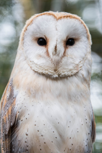 Close up of the face of a barn owl