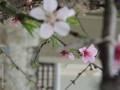 pink flowers on tree