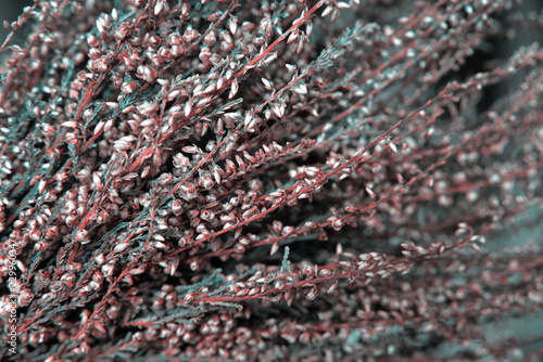 Fototapeta Naklejka Na Ścianę i Meble -  The heather. Dried flower frosty texture 