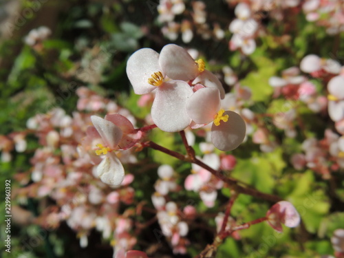 blooming apple tree