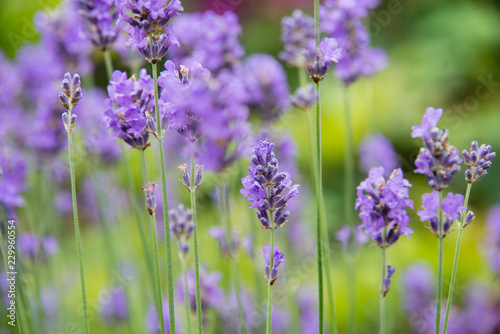 Close up of purple lavender flowers in a garden in the UK