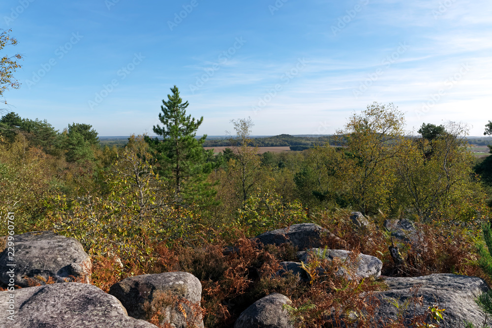 Obraz premium Grands Avaux forest panorama in the French Gâtinais regional nature park