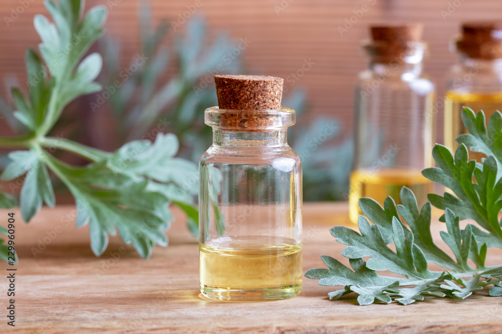 A bottle of wormwood essential oil with fresh wormwood plant A bottle of wormwood essential oil with fresh wormwood plant