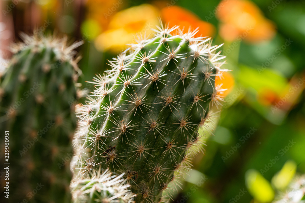 Close up of a cactus houseplant Close up of a cactus houseplant