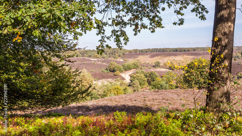 Lifeless heather in National park the Posbank and Veluwe in the Netherlands after the very hot and dry  summer of 2018 photo