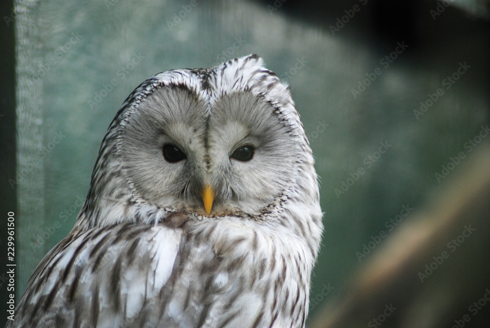Fototapeta premium Face of Ural Owl