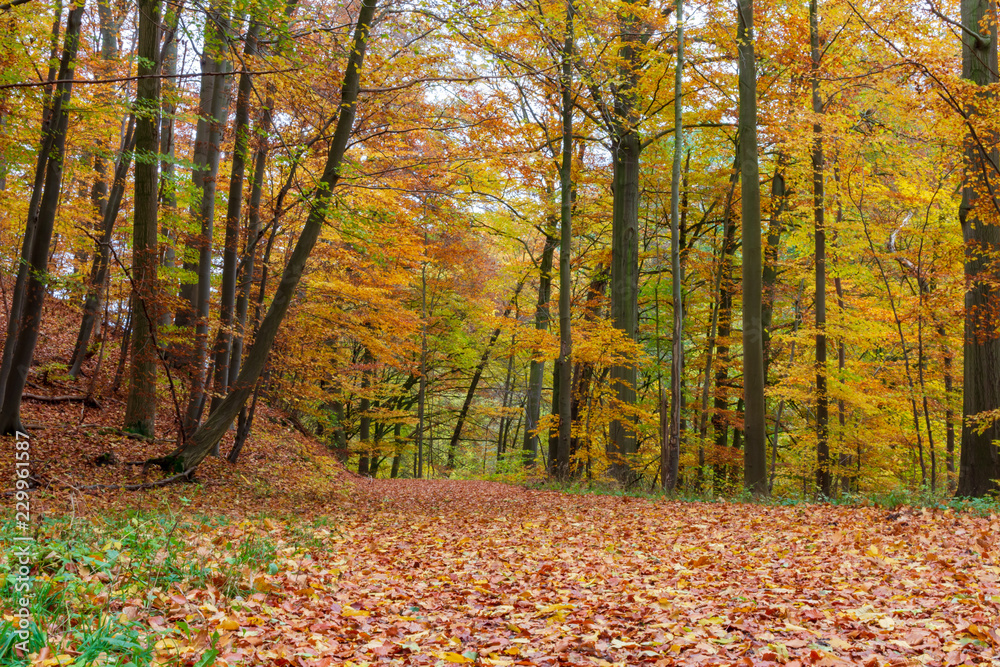 Wald bei Elvese