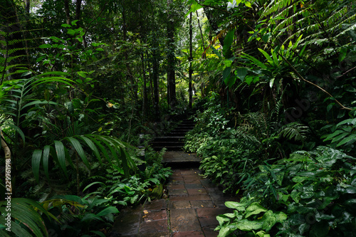walkway in rain forest
