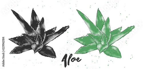 Vector engraved style illustration for posters, decoration and print. Hand drawn sketch of aloe vera in monochrome and colorful. Detailed vintage woodcut style drawing.