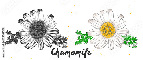 Vector engraved style illustration for posters, decoration and print. Hand drawn sketch of chamomile flower in monochrome and colorful. Detailed vegetarian food drawing.