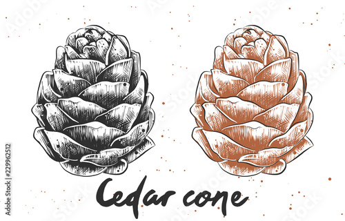 Vector engraved style illustration for posters, decoration and print. Hand drawn sketch of cedar cone in monochrome and colorful. Detailed vegetarian food drawing.
