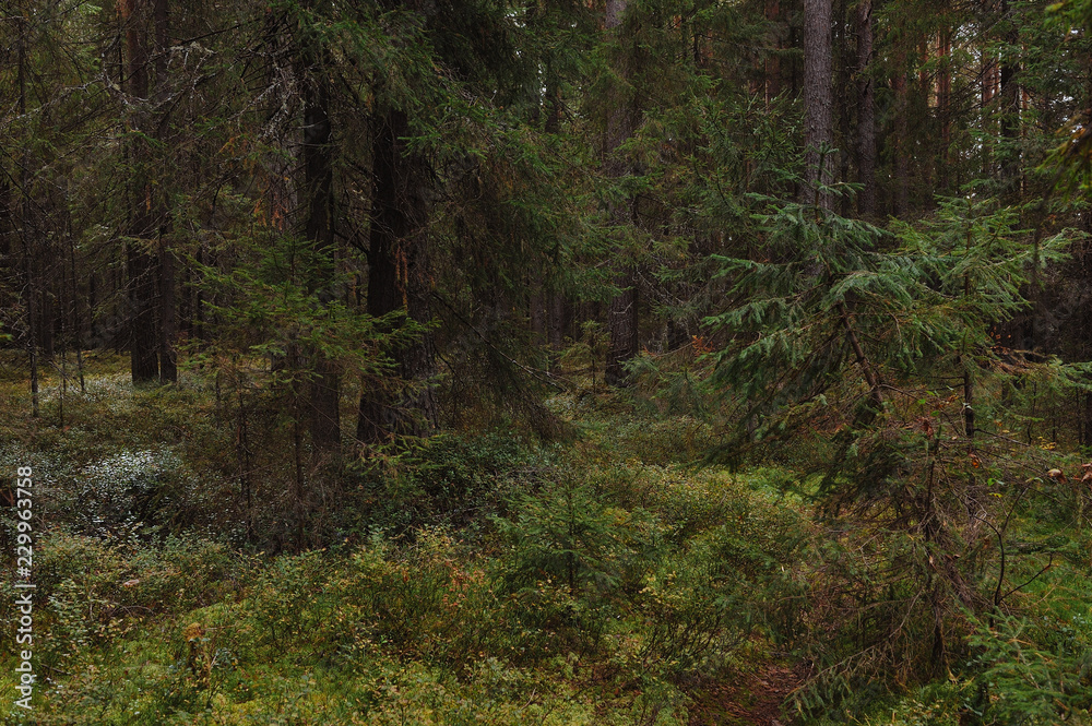 Fototapeta premium The breath of autumn