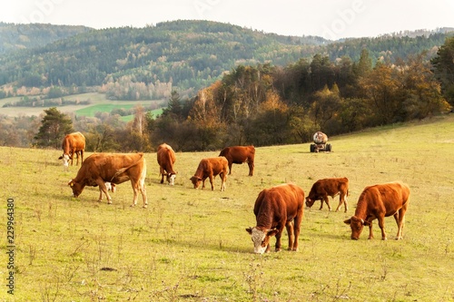 Cows on autumn pasture in the Czech Republic. Country scenery on late autumn season. Cows grazing. Life on the farm.