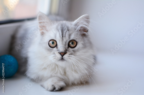 Wallpaper Mural kitten cat scottish straight, lop-eared fluffy, animal Torontodigital.ca