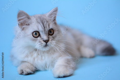 Fototapeta Naklejka Na Ścianę i Meble -  kitten cat scottish straight, lop-eared fluffy, animal