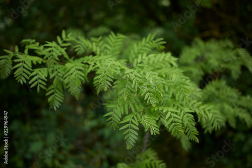 Gleditsia triacanthos