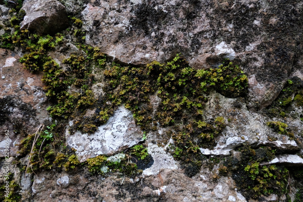 Obraz premium Felsen bewachsen