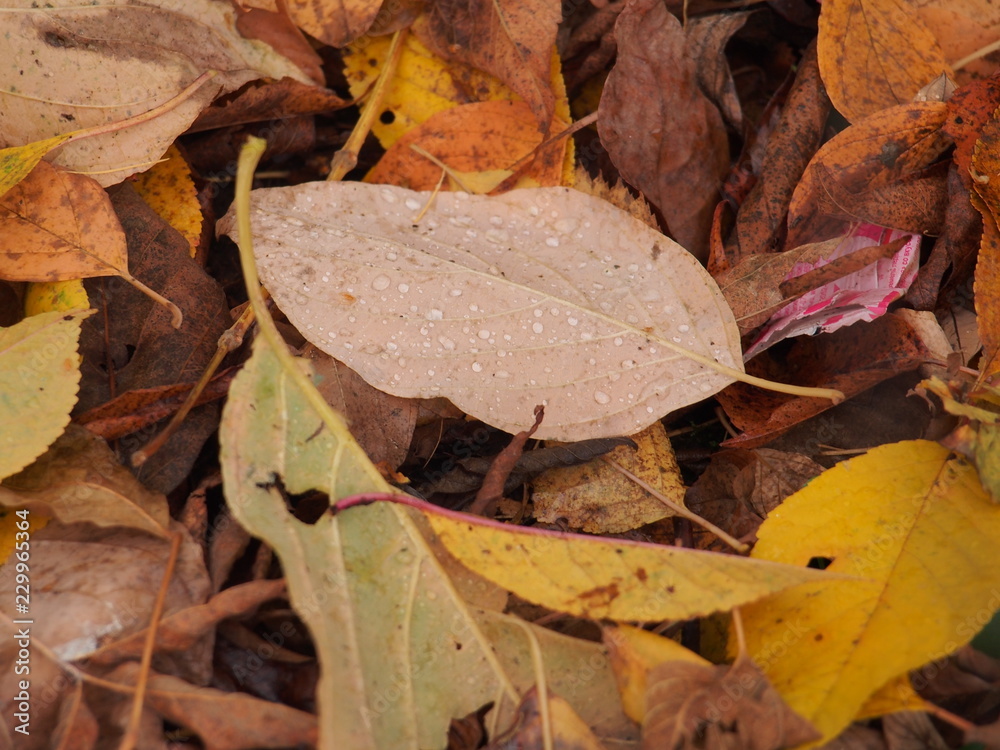 On the ground are fallen autumn leaves. On leaves breath rain. On the ground are fallen autumn leaves. On leaves breath rain.