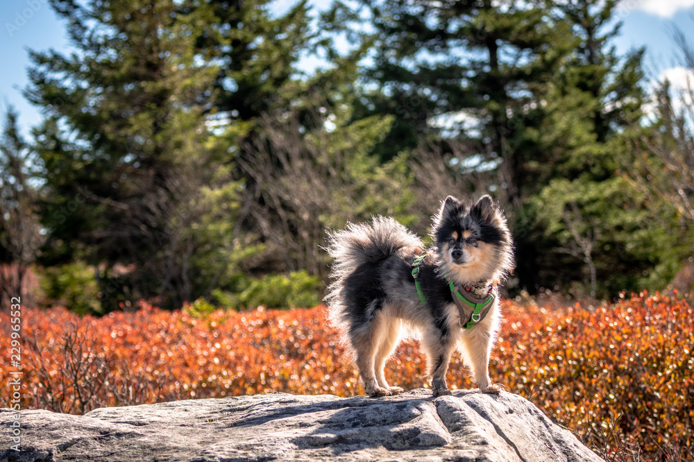 Fototapeta premium Pomeranian in the Sods