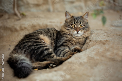 Beautiful, striped cat imposingly lying on the ground outside the house and carefully looking at the camera © Nizoli