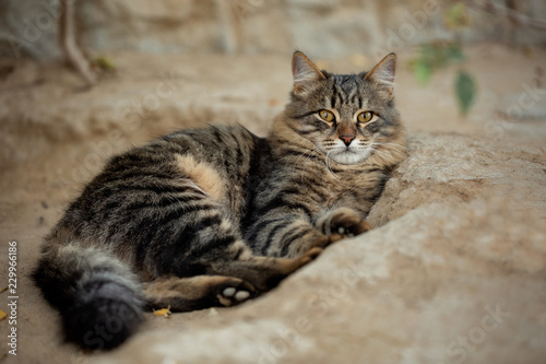 Beautiful, striped cat imposingly lying on the ground outside the house and carefully looking at the camera