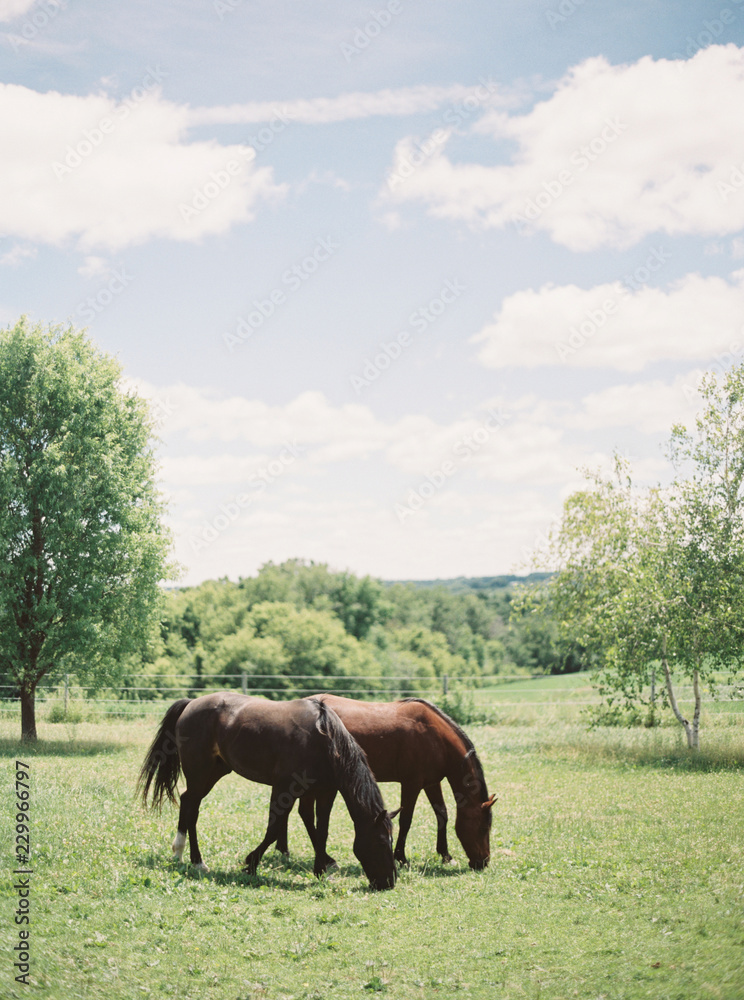 summertime at the horse ranch